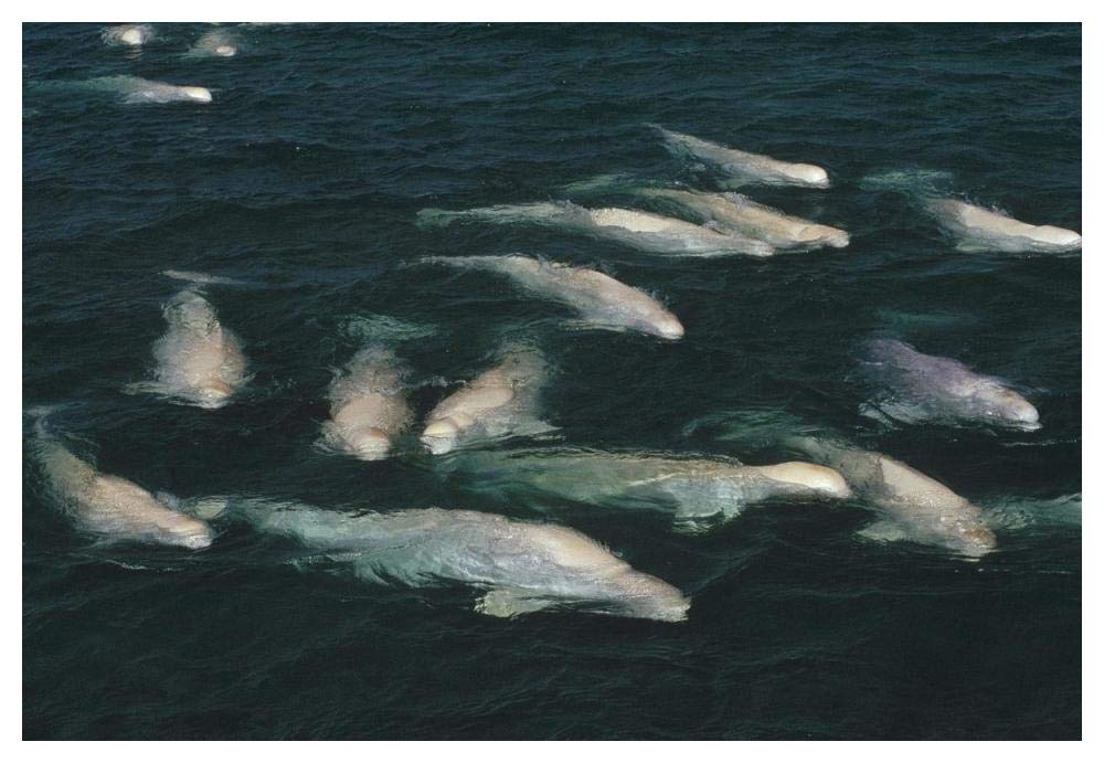 Beluga whale, group surfacing, Cunningham Inlet, NWT, Canada-Paper Art-50x34”