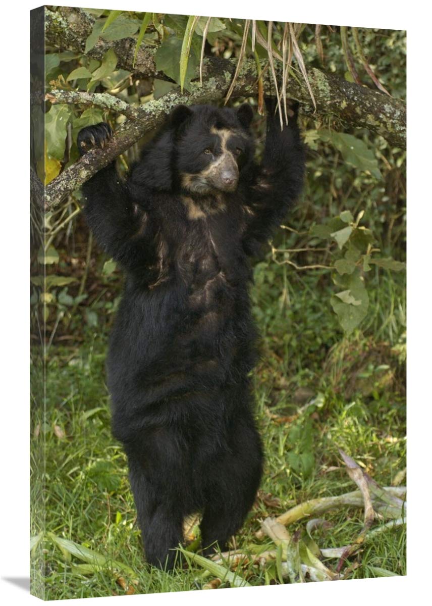Spectacled Bear , cloud forest, Andes Mountains, South America-Canvas Art-24x36”
