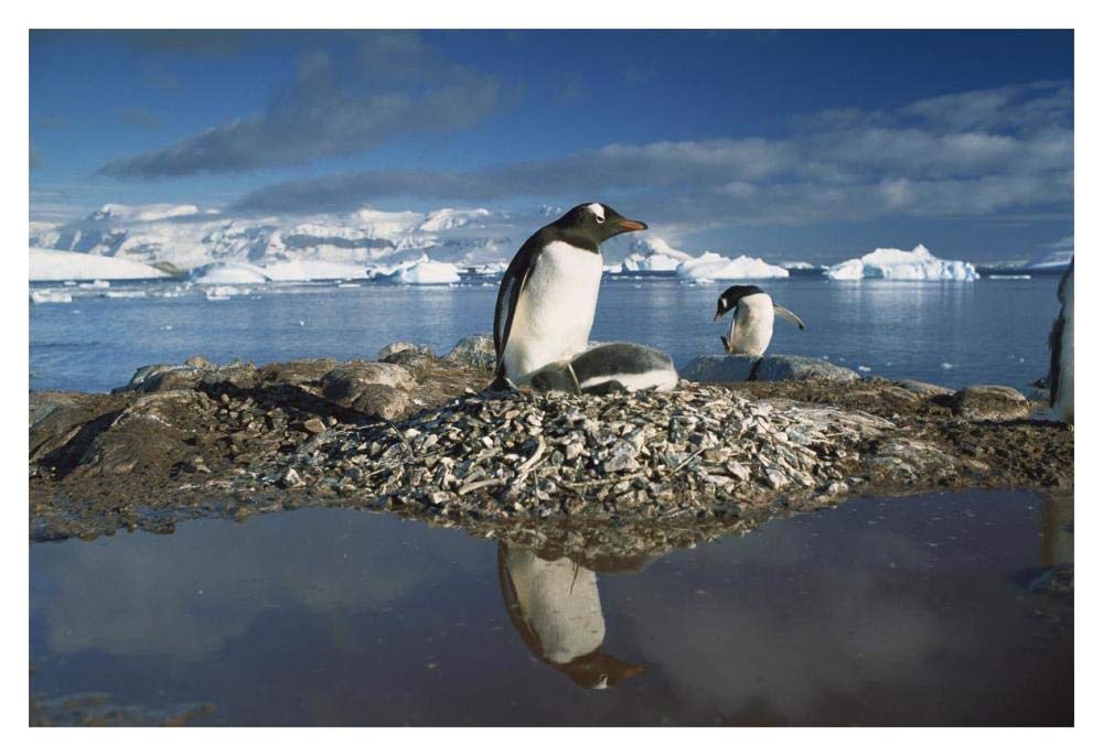 Gentoo Penguin parent on nest with chicks surrounded by flood water, Antarctic Peninsula-Paper Art-20x14”