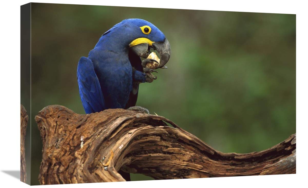 Hyacinth Macaw eating Piassava Palm nuts, Cerrado, Brazil-Canvas Art-24x16”
