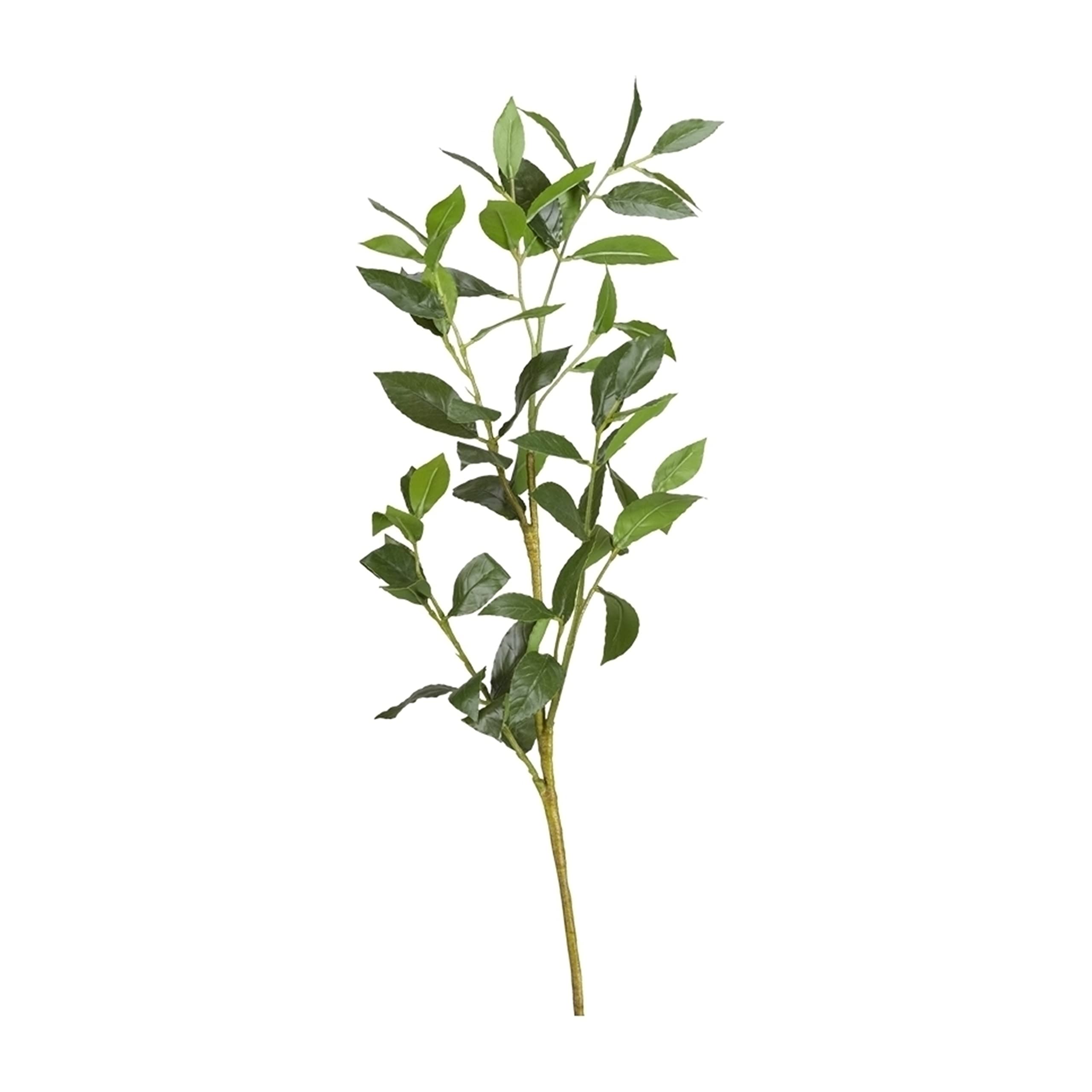 Bay Leaf Spray