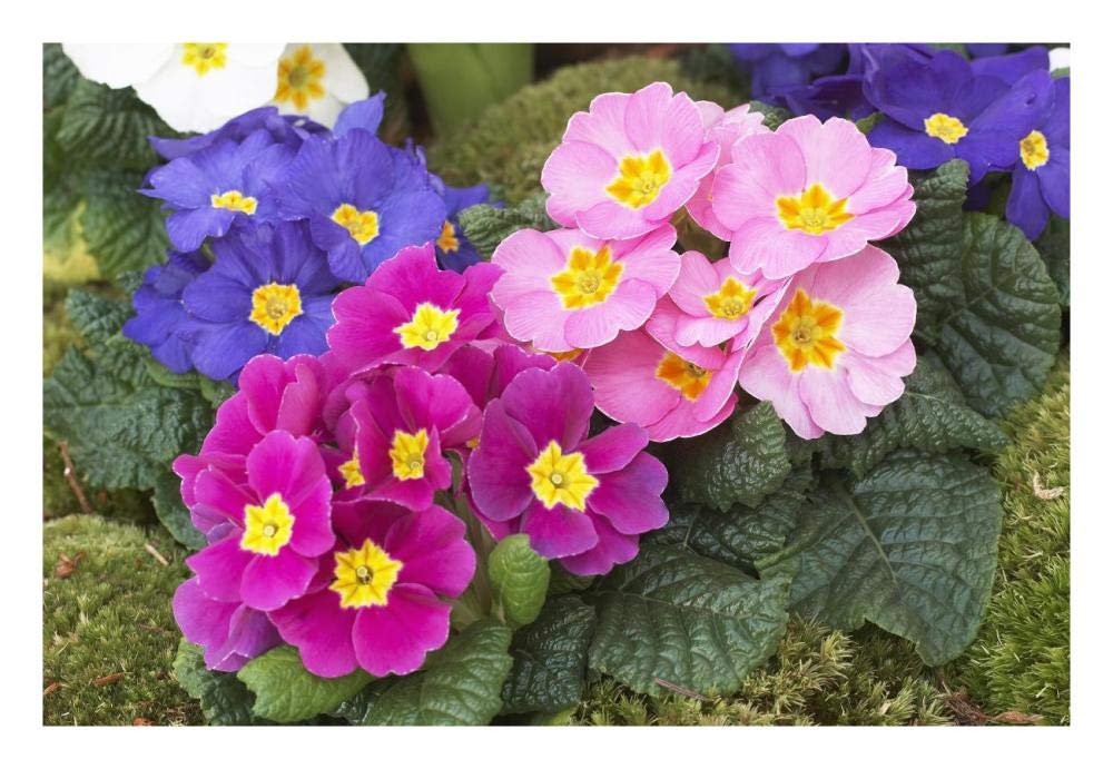 Primrose flowers-Paper Art-26x18”