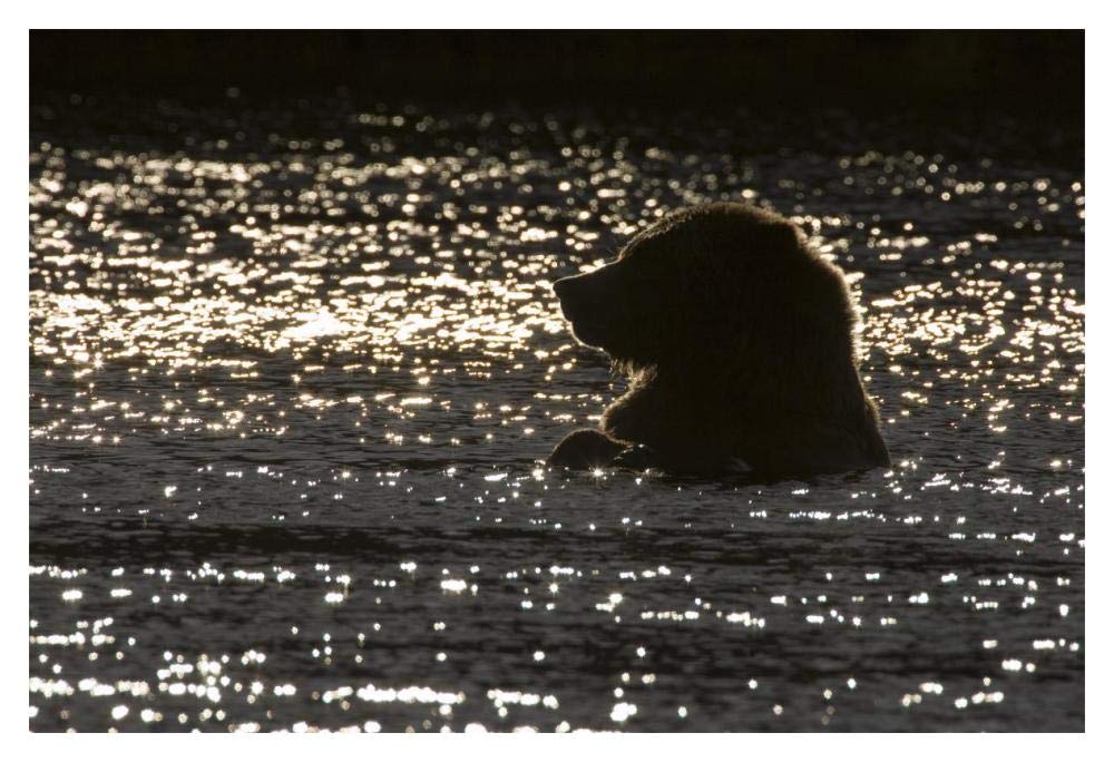 Grizzly Bear in water, Katmai National Park, Alaska-Paper Art-20x14”