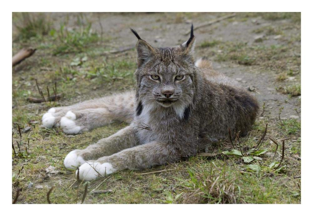 Canada Lynx reclining showng typically large feet, Haines, Alaska-Paper Art-26x18”