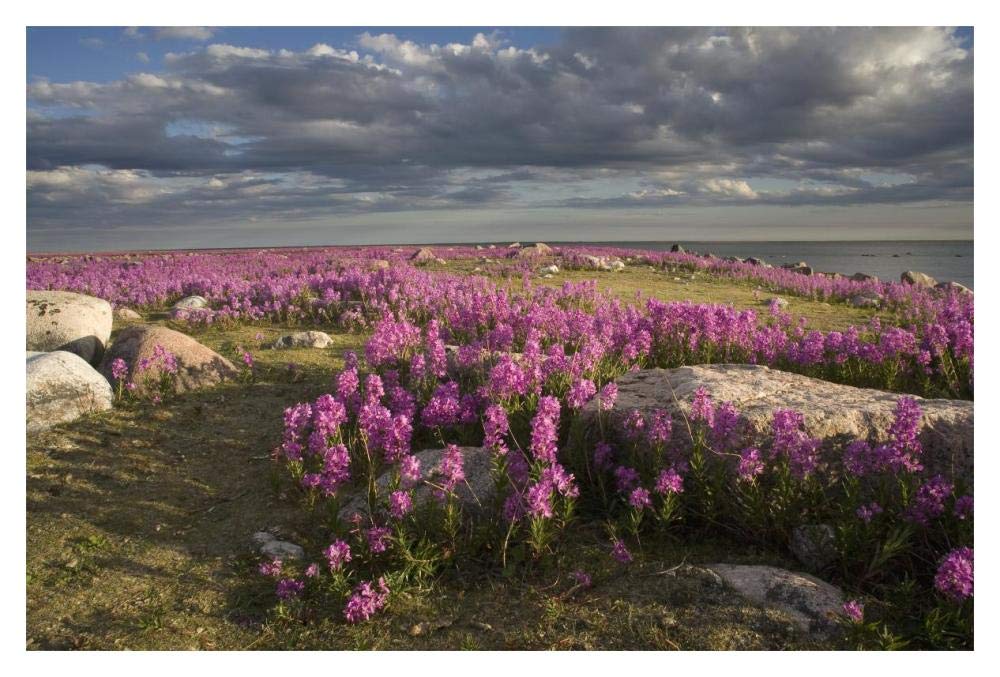 Fireweed covered island, Hudson Bay, Canada-Paper Art-20x14”