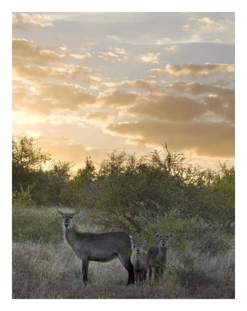 Waterbuck mother and calf, Kruger National Park, South Africa-Paper Art-20x26”