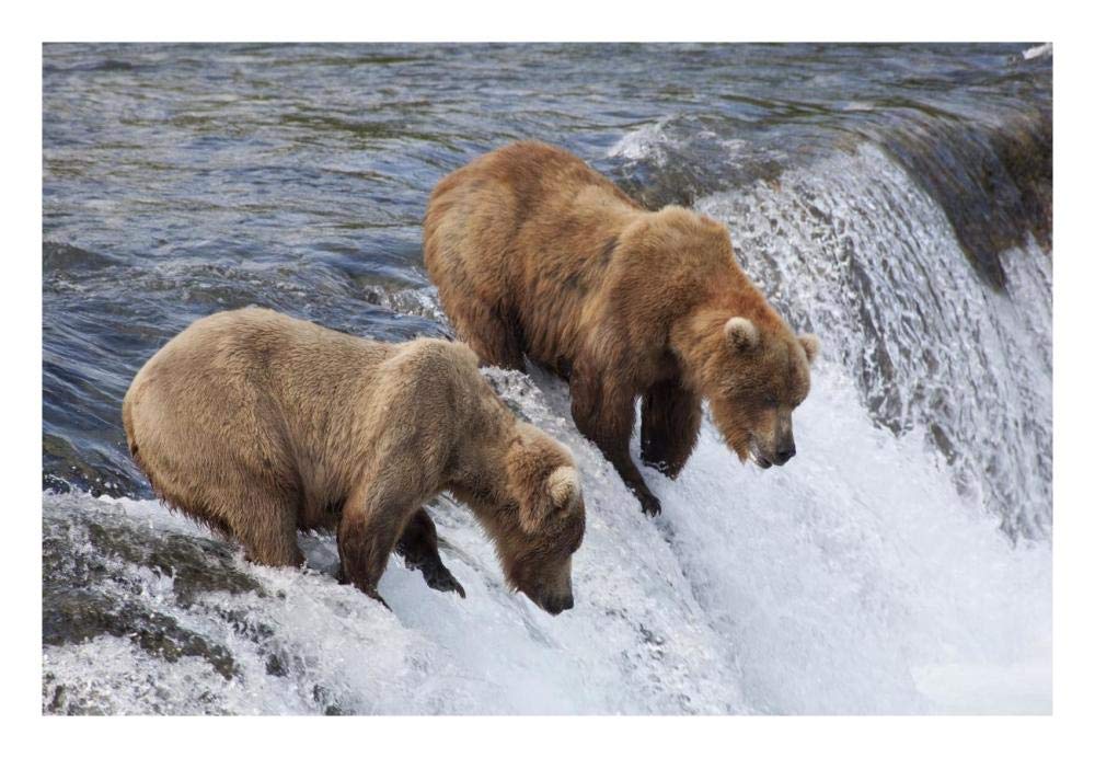 Grizzly Bear males waiting for salmon at Brooks Falls, Katmai National Park, Alaska-Paper Art-26x18”