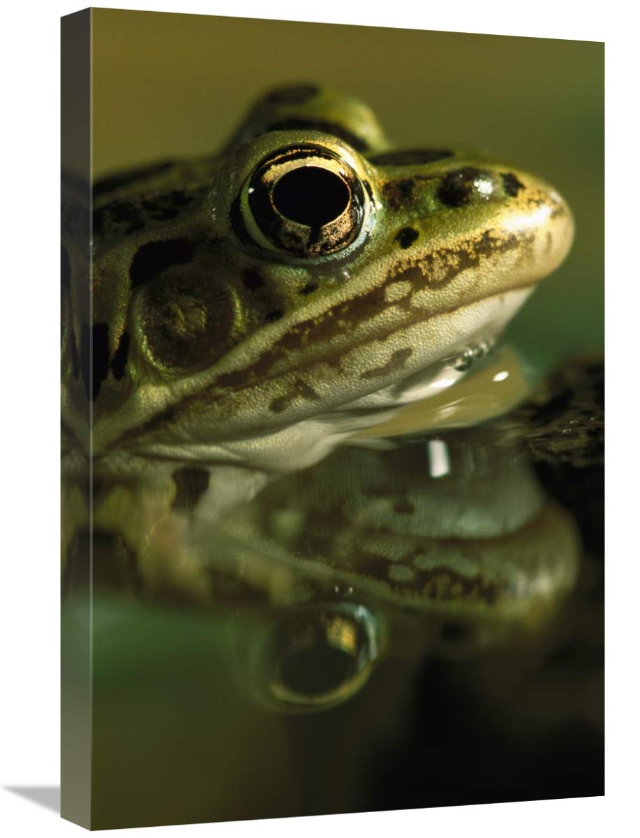 Northern Leopard Frog, native to North America-Canvas Art-16x24”