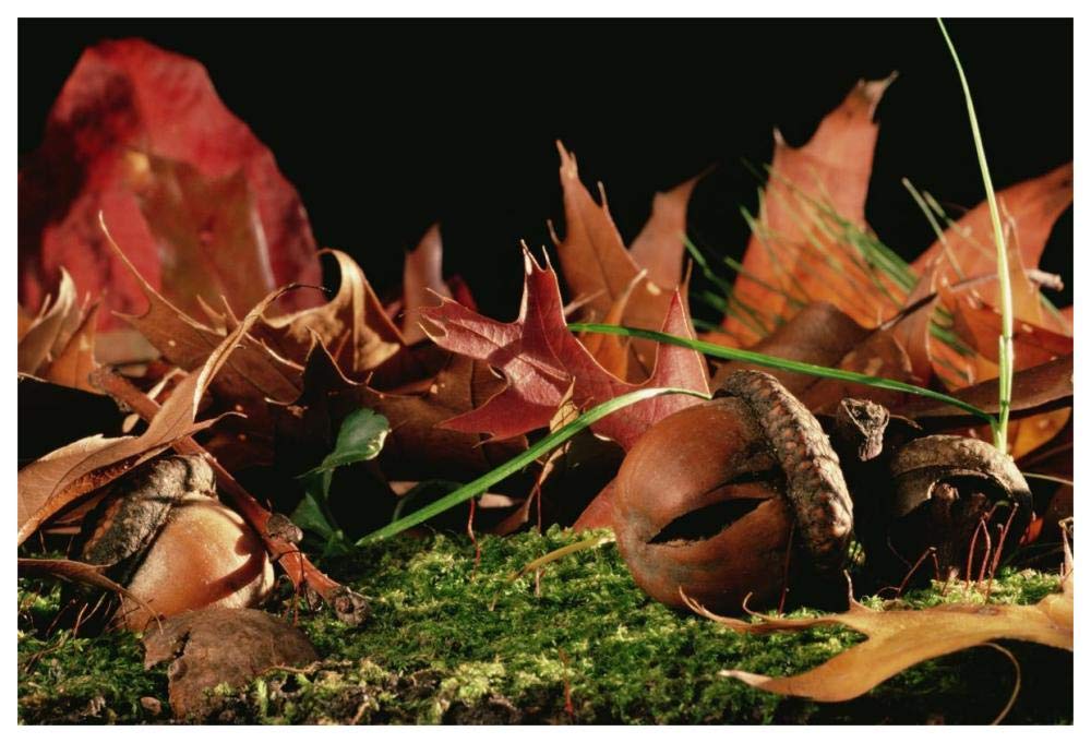 Northern Red Oak tree with acorns, Massachusetts-Paper Art-62x42”