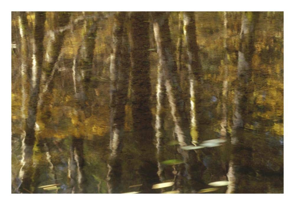 Reflection of Red Alder and Vine Maple in quiet waters of Upper Necanicum River, Oregon-Paper Art-26x18”