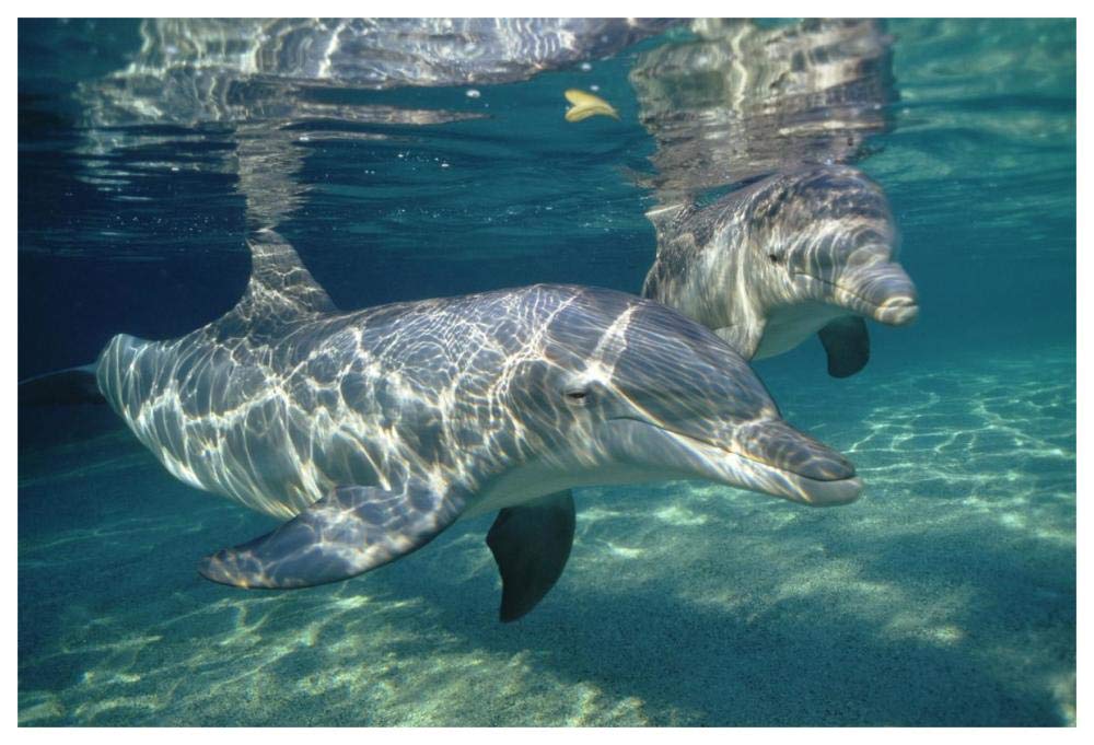 Bottlenose Dolphin underwater pair, Hawaii-Paper Art-62x42”