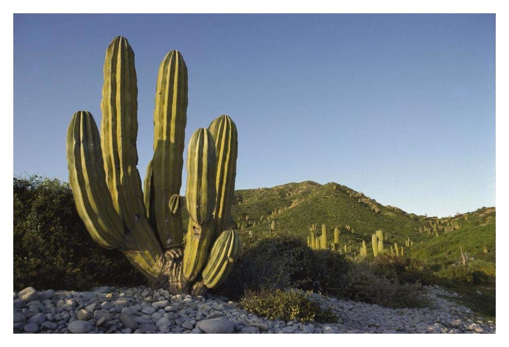 Giant Cardon cactus Santa Catalina Island, Sea of Cortez, Baja California, Mexico-Paper Art-20x14”