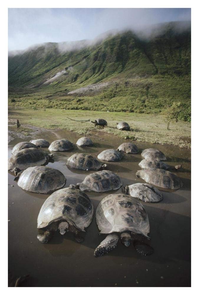 Galapagos Giant Tortoise wallowing in seasonal pool, Alcedo Volcano, Galapagos-Paper Art-26x38”