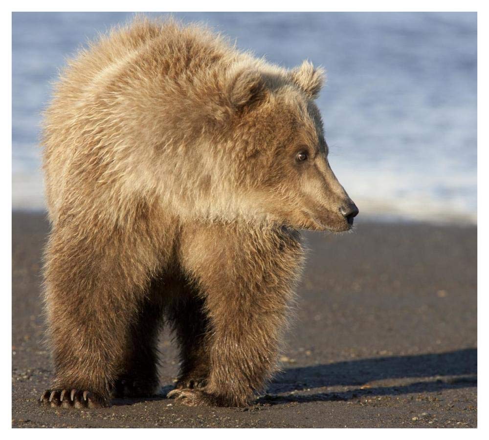 Grizzly Bear yearling, Katmai National Park, Alaska-Paper Art-42x38”