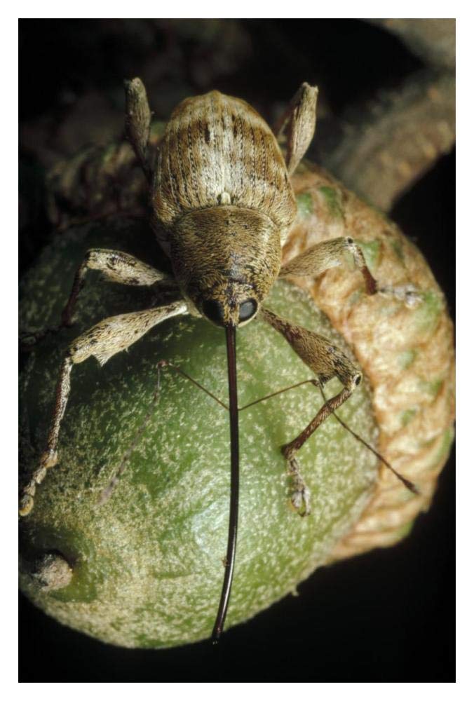 Black Oak Acorn Weevil on Acorn, Massachusetts-Paper Art-14x20”