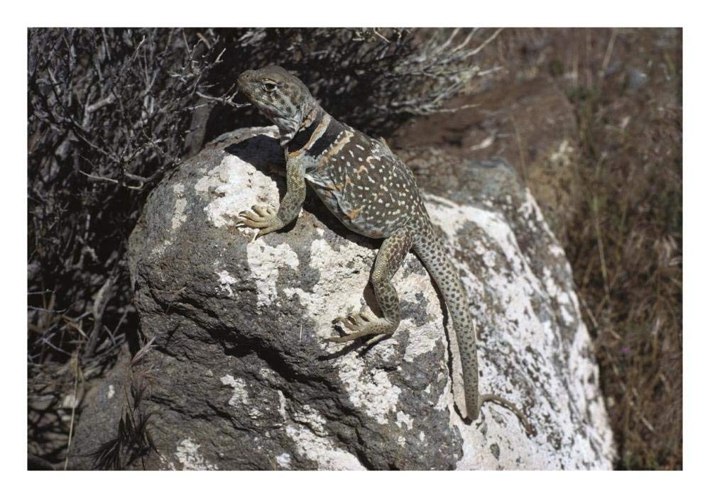 Collared Lizard sunning itself on a rock, Mojave Desert, California-Paper Art-26x18”