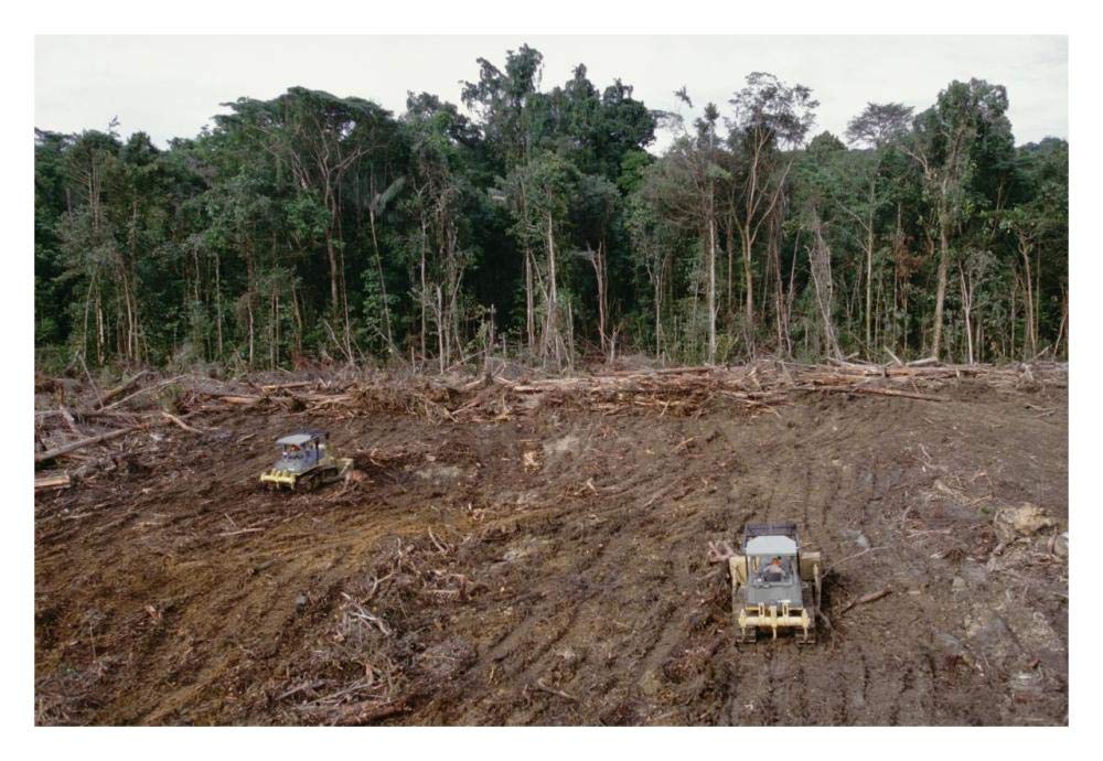 Clearing of tropical rainforest south of Lake Kutubu for Gobe oil camp, southern highlands, Papua New Guinea-Paper Art-32x22”