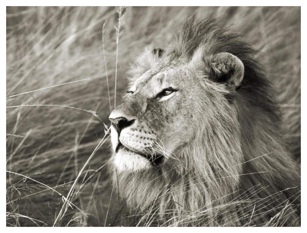 African lion, Masai Mara, Kenya-Paper Art-50x38”
