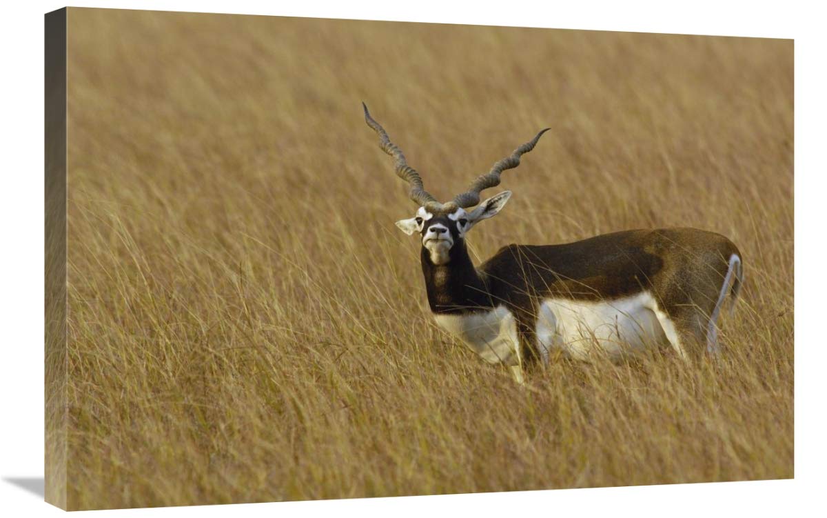 Blackbuck male, Velavadar National Park, Gujarat, India-Canvas Art-30x20”