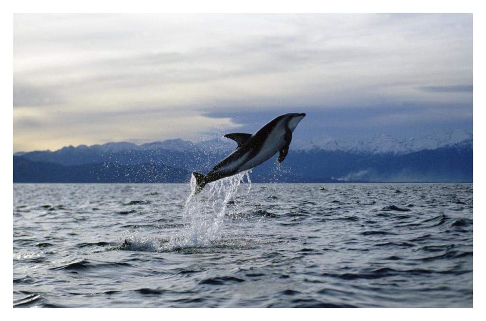 Dusky Dolphin leaping, New Zealand-Paper Art-38x26”