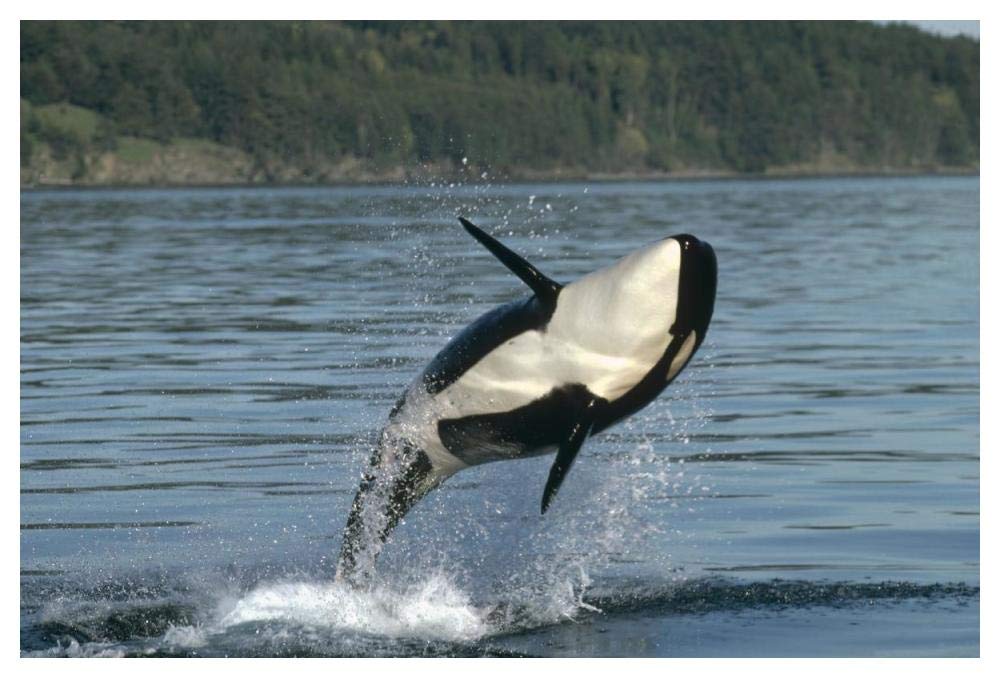 Orca breaching along the Inside Passage, Alaska-Paper Art-50x34”