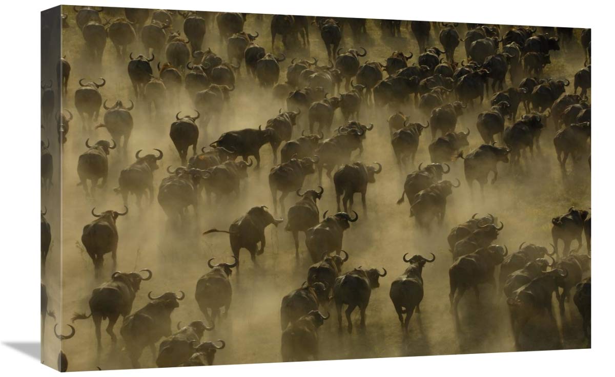 Cape Buffalo herd stampeding, Africa-Canvas Art-24x16”