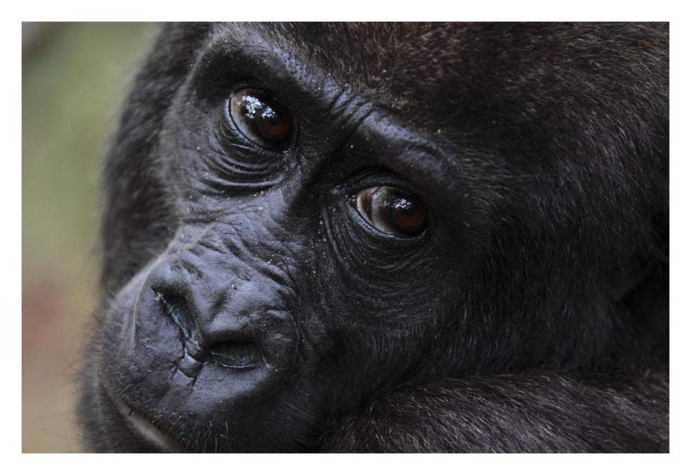 Orphan Gorilla, Gabon-Paper Art-32x22”