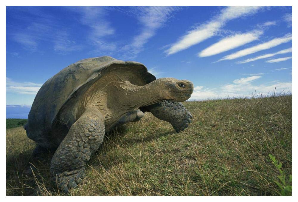 Galapagos Tortoise on caldera rim, Alcedo Volcano, Isabella Island, Galapagos Islands, Ecuador-Paper Art-50x34”