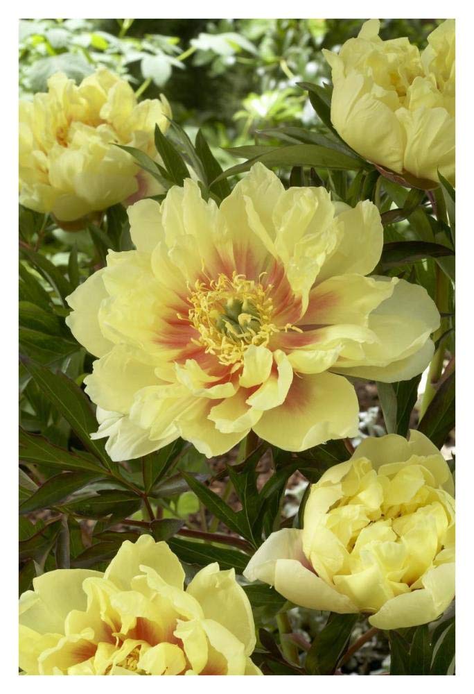Peony bartzella variety flowers-Paper Art-26x38”