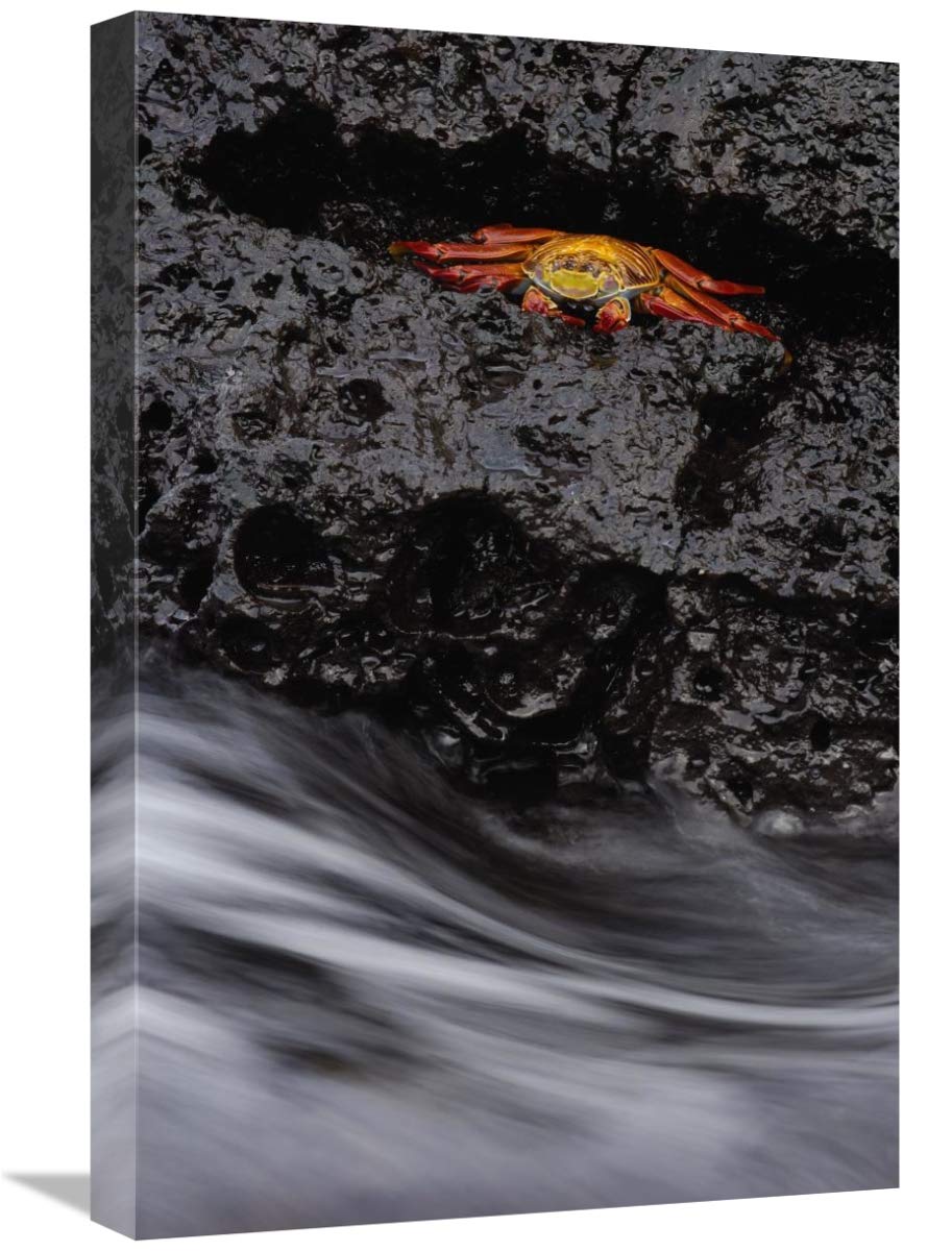 Sally Lightfoot Crab in rock crevice, Santiago Island, Galapagos Islands, Ecuador-Canvas Art-16x24”