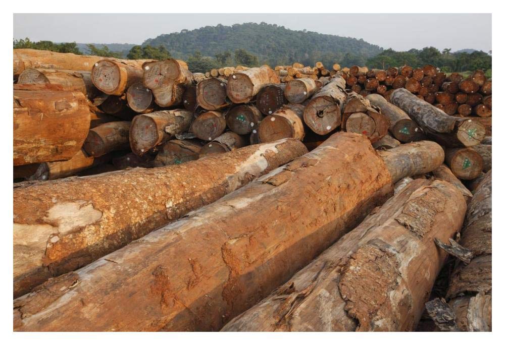 Logged timber from the tropical rainforest, Cameroon-Paper Art-20x14”