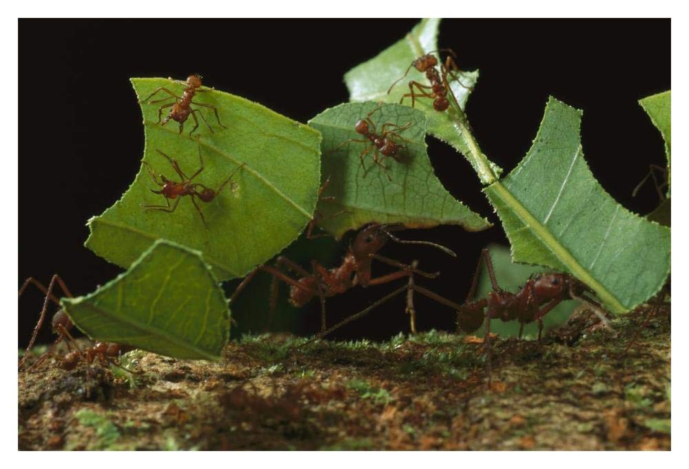 Leafcutter Ant workers carrying leaves to nest, French Guiana-Paper Art-20x14”