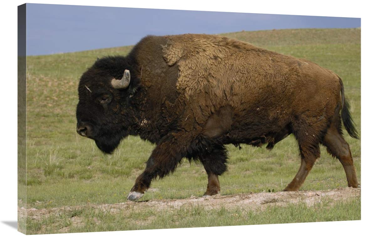 American Bison male, Durham Ranch, Wyoming-Canvas Art-36x24”