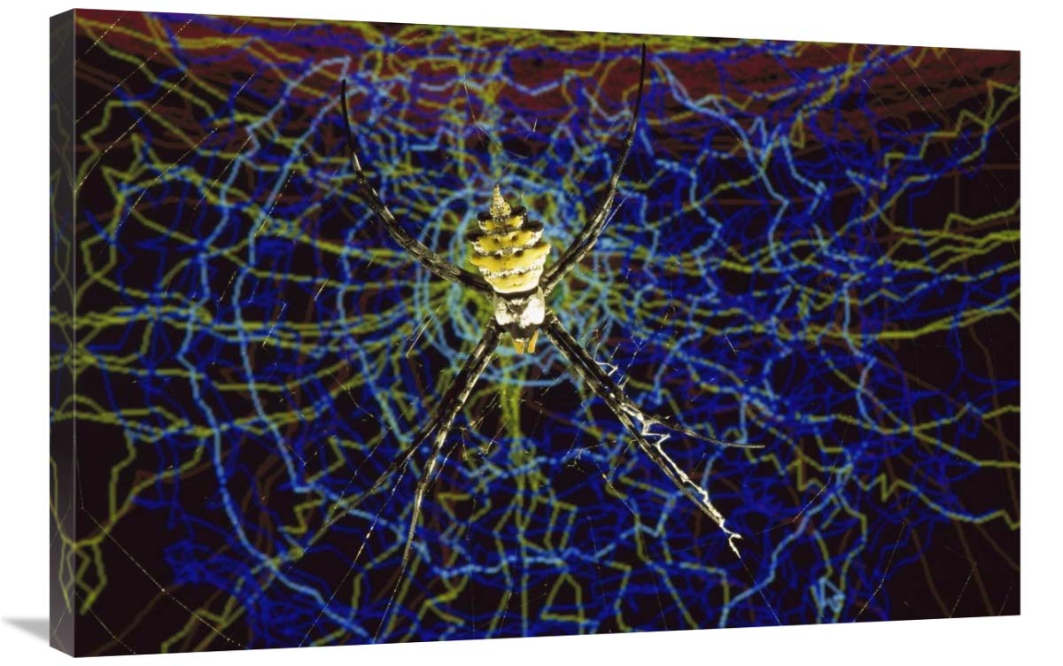 Computer simulation of a Spider spinning its web, Denmark-Canvas Art-36x24”