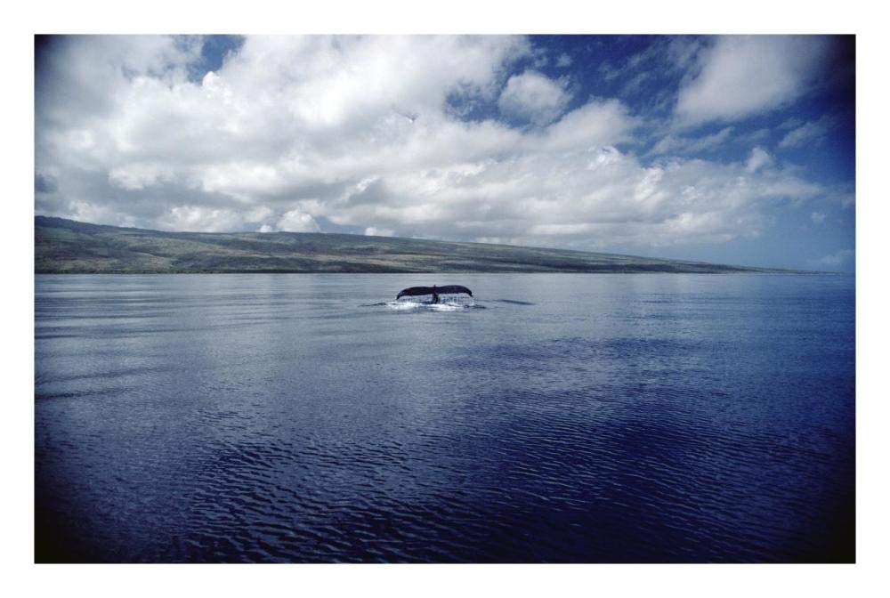 Humpback Whale tail slap, Hawaii-Paper Art-26x18”