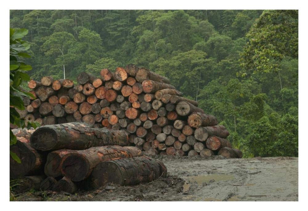 Logging of native rainforest, Ecuador-Paper Art-32x22”