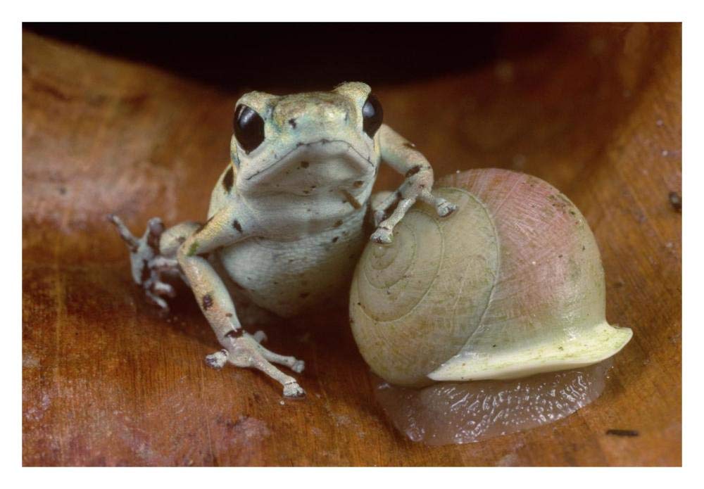 Strawberry Poison Dart Frog resting on snail, Panama-Paper Art-32x22”