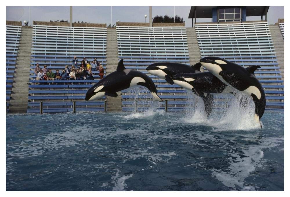 Orca trio jumping, Sea World, San Diego, California-Paper Art-50x34”