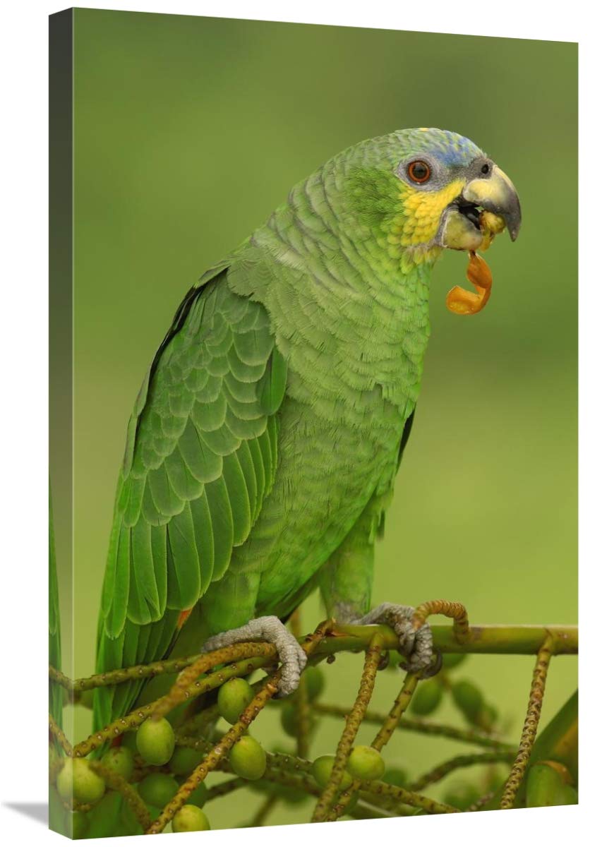 Orange-winged Parrot perching, Amazon rainforest, Ecuador-Canvas Art-20x30”