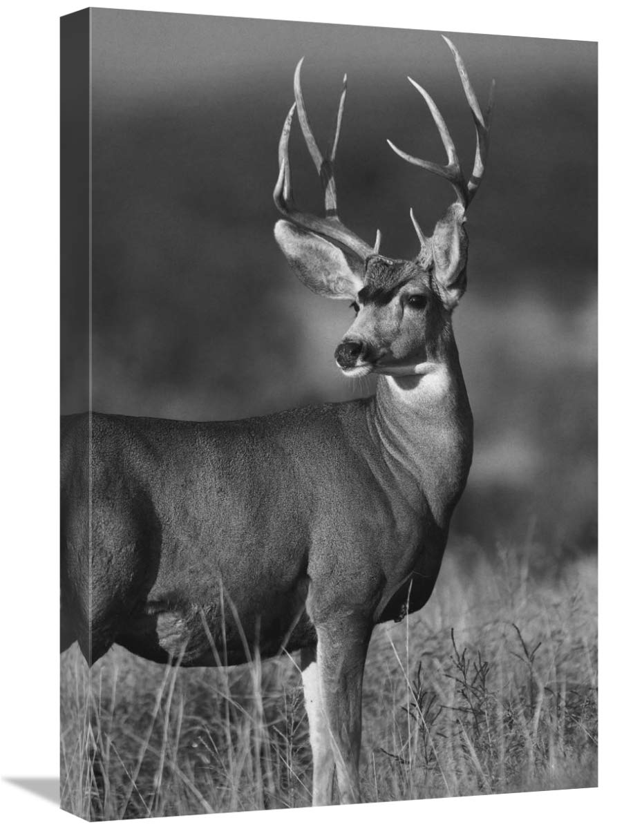 Mule Deer male in dry grass, North America - Black and White-Canvas Art-16x24”