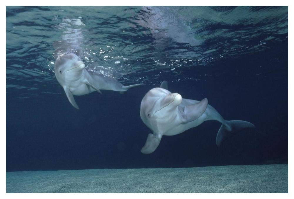 Bottlenose Dolphin underwater pair, Hawaii-Paper Art-50x34”