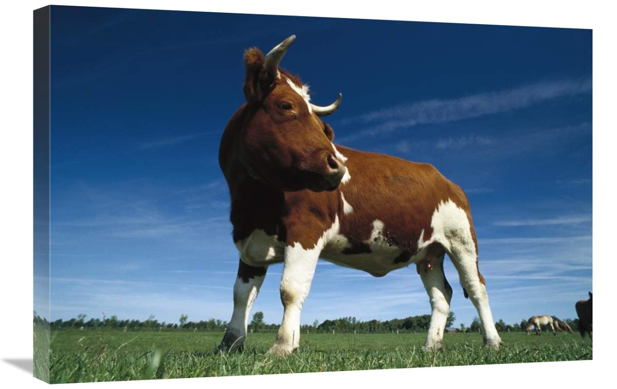 Cow standing in field, Germany-Canvas Art-30x20”