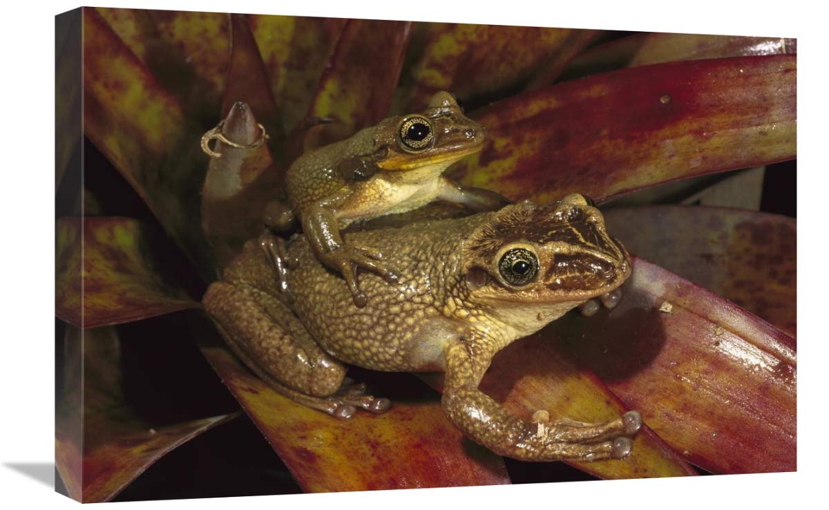 Bone-headed Tree Frog male and female in bromeliad, native to Ecuador and Peru-Canvas Art-24x16”
