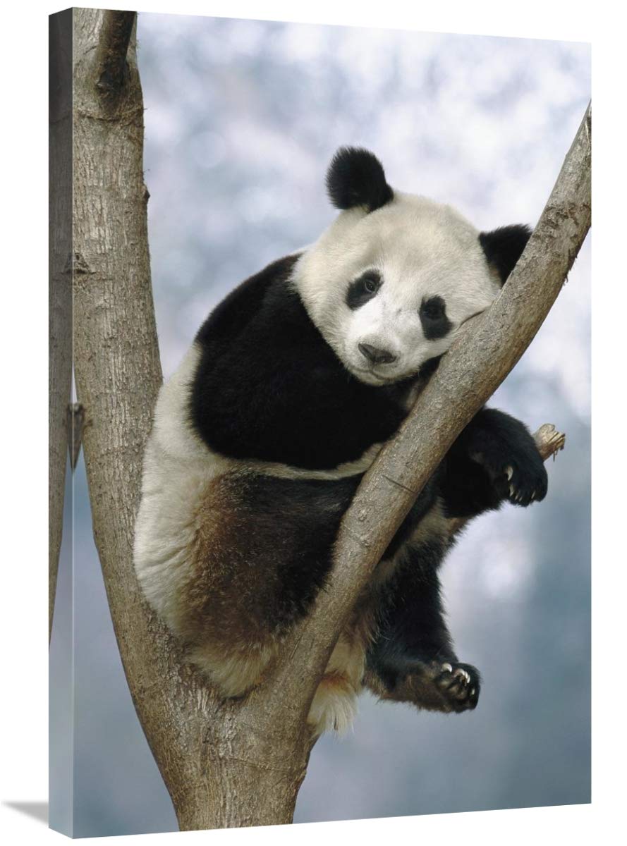 Giant Panda , Wolong Valley, China-Canvas Art-20x30”