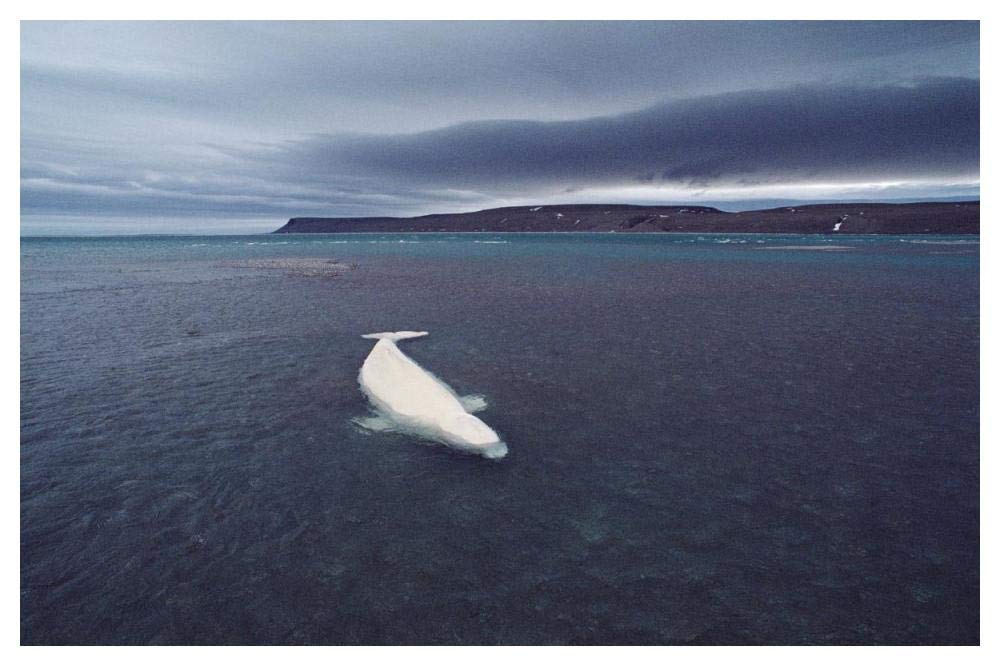 Stranded Beluga whale awaiting incoming tide as storm approaches, Canada-Paper Art-50x34”