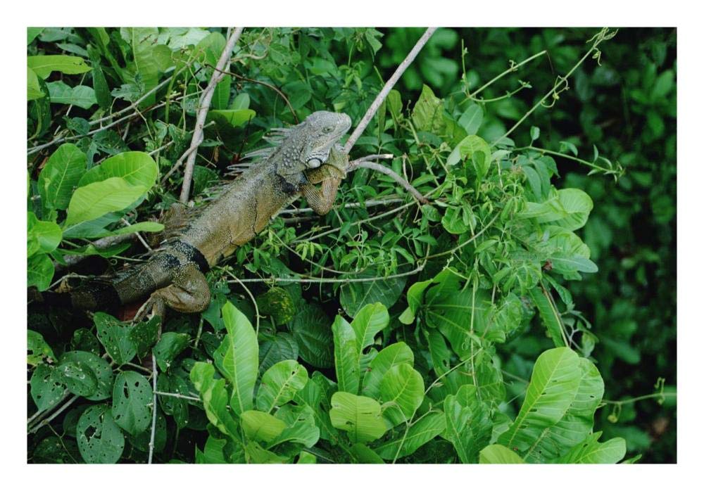 Green Iguana sunning on a branch in rainforest, Panama-Paper Art-26x18”