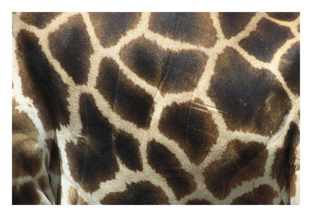 Rothschild Giraffe detail of coat pattern, native to Uganda and Kenya-Paper Art-26x18”