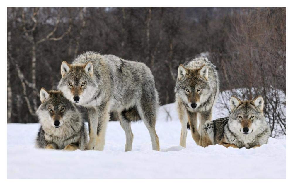 Gray Wolf group, Norway-Paper Art-42x26.8”