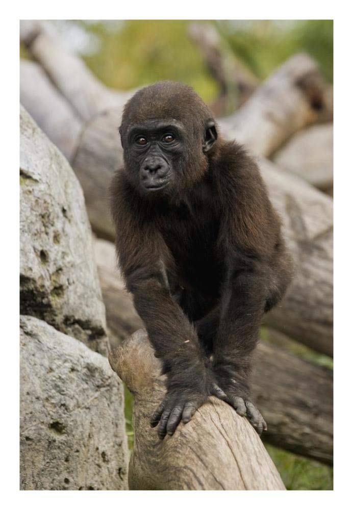 Western Lowland Gorilla baby, native to Africa-Paper Art-18x26”