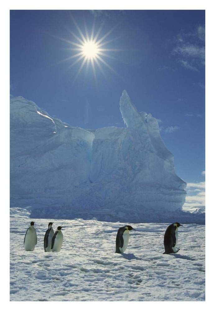 Emperor Penguin commuters returning to rookery, Riiser-Larsen Rookery, Weddell Sea, Antarctica-Paper Art-22x32”